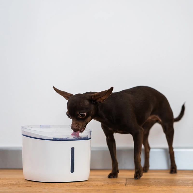 Bebedouro Petoneer Fresco Mini Plus Smart Pet Fountain